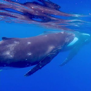 Humpback Whales - mother and baby!
