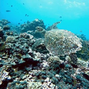 Sea Turtle