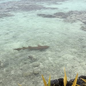 2025 1009 Fakarava NurseSharkBrekkie1.jpg
