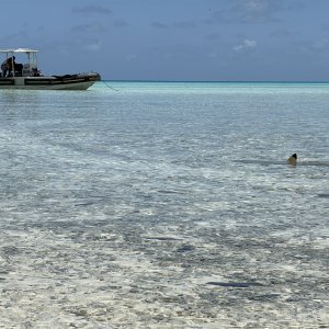2025 1010 Fakarava SouthPass BlackTipShark2*.jpg
