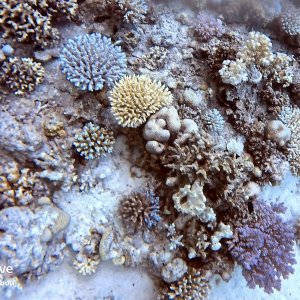 coral abundance.JPEG