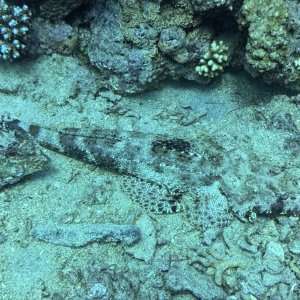 crocodile fish.jpg