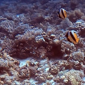 moorish idols.JPEG