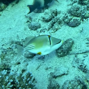 picasso fish.jpg