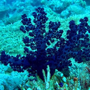 purple soft coral.jpg