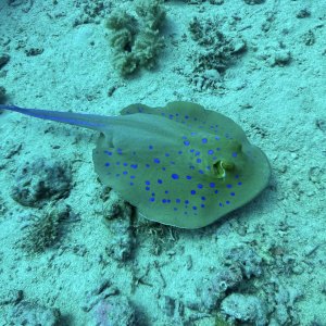 spotted stingray.jpg