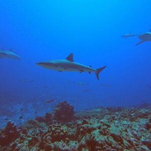 Fakarava WoS from cave