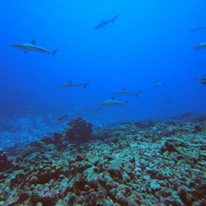 Fakarava WOS from cave