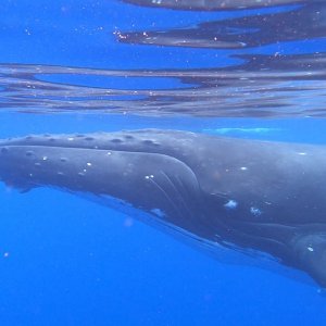 Two humpbacks (one behind)