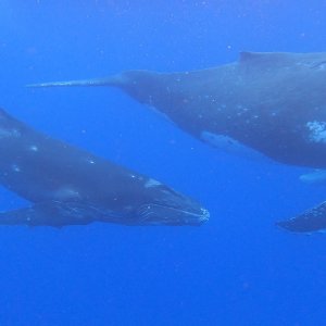 Humpback Mother and Calf