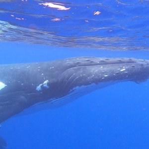 Humpback Mother and Calf 1