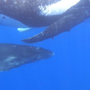 Humpback Mother and Calf 2