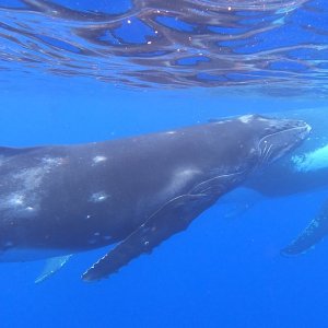 Humpback mother and calf