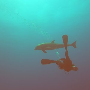 Rangiroa - Dolphin and DM