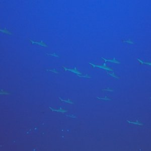 Rangiroa - loads of sharks off wall