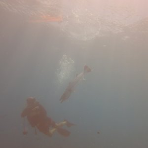 Rangiroa - Baracuda on safety stop