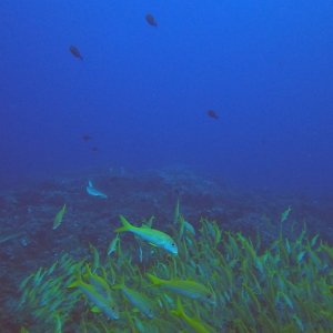 Fakarava baitball and sharks