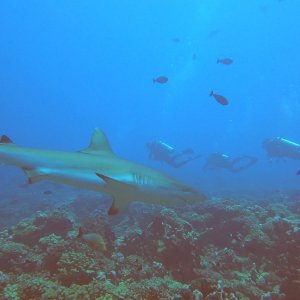 Fakarava - sharks closer on reef