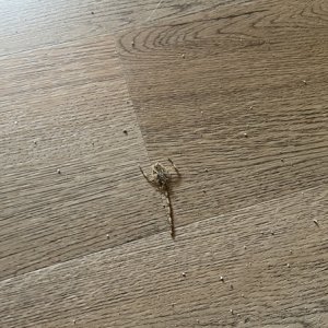 Rangiroa Scorpion in my case