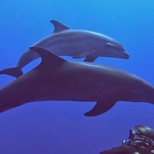 Dolphin Duo