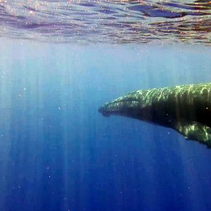 Singing male humpback