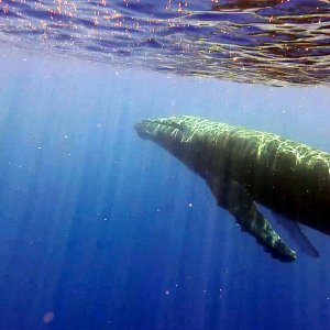 Singing male humpback