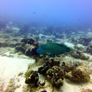 Napoleon wrasse in Rangiroa