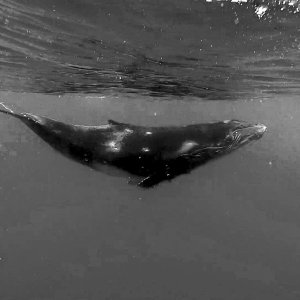 Grayscale Whale