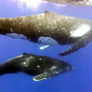 Mama and baby (higher res)