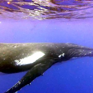 Mama whale (higher res)