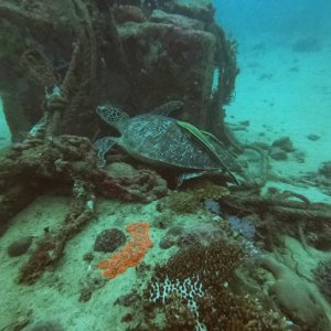 6 - Turtle & friends