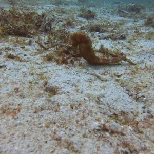 16 - Seahorse out in the open