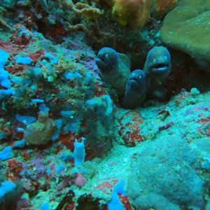 18 - Three juvenile Morays