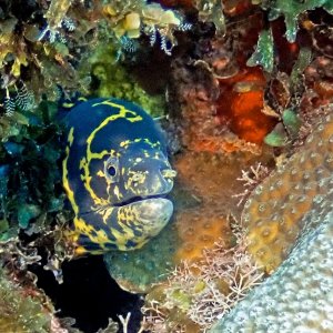 Chain Moray.jpeg