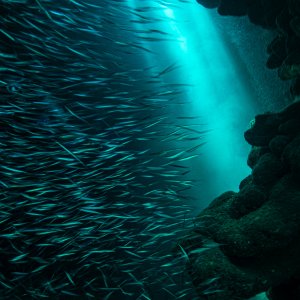 Silversides.jpeg