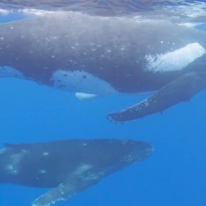 Humpback Whales!