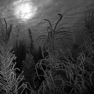 Black and white uw.jpg