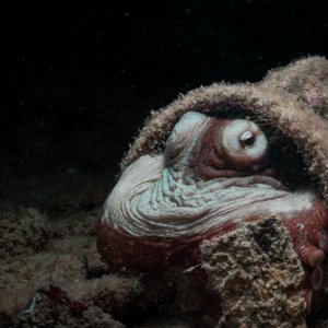 octopus