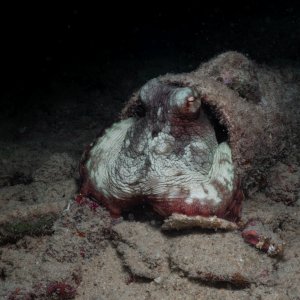 octopus1