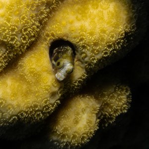 blenny2