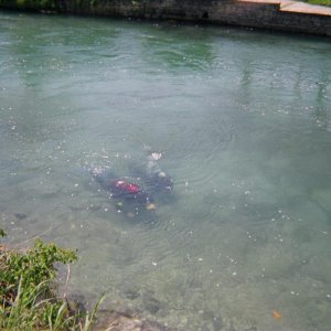 Comal Apr 2005 reupload