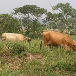 Roatan 2005 reupload