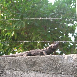 Roatan 2005 reupload