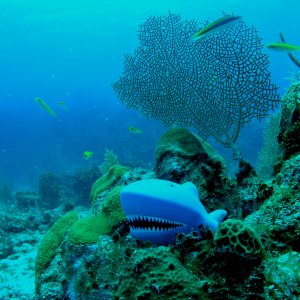 Roatan 2005 reupload