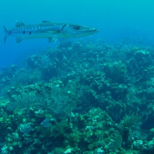 Roatan 2005 reupload