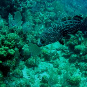 Roatan 2005 reupload