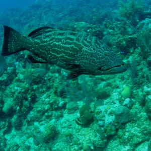 Roatan 2005 reupload