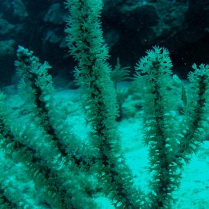 Roatan 2005 reupload