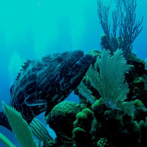 Roatan 2005 reupload