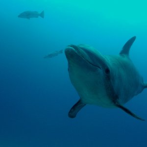 Roatan 2005 reupload